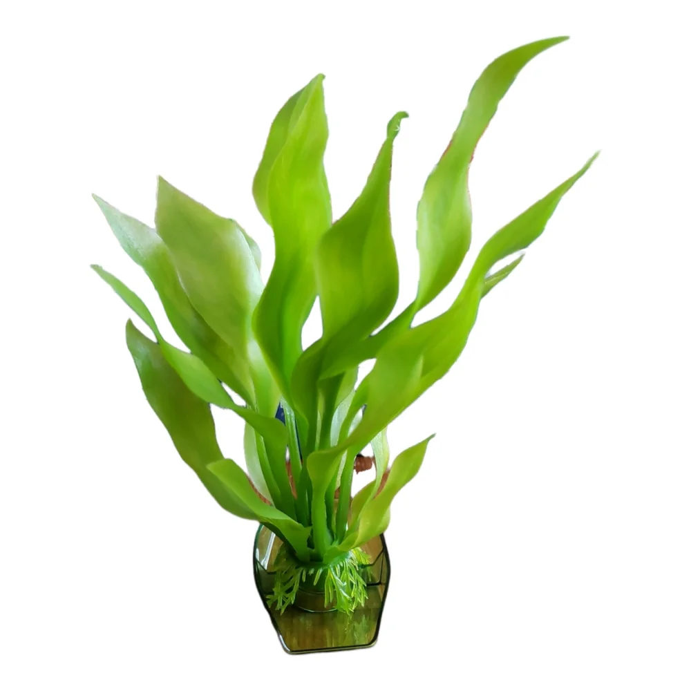 Aquarium Plant Value Set, 8